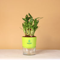 Lucky Bamboo Plant